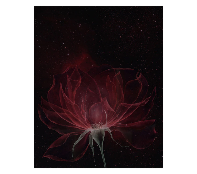 "Ethereal Rose " - Art Poster